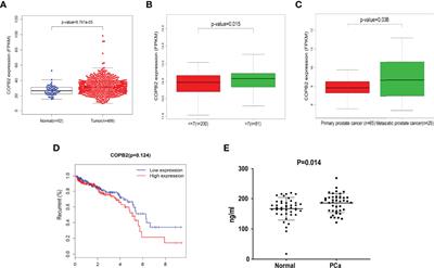 Upregulation of COPB2 Promotes Prostate Cancer Proliferation and Invasion Through the MAPK/TGF-β Signaling Pathway